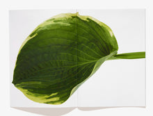 Load image into Gallery viewer, 38, Flower