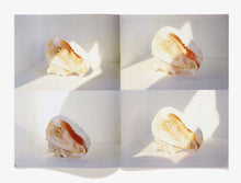Load image into Gallery viewer, 48, Shells