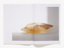 Load image into Gallery viewer, 48, Shells