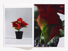 Load image into Gallery viewer, 52, Julestjerne