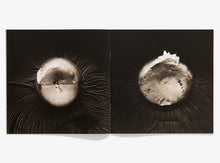 Load image into Gallery viewer, 116, Mushroom